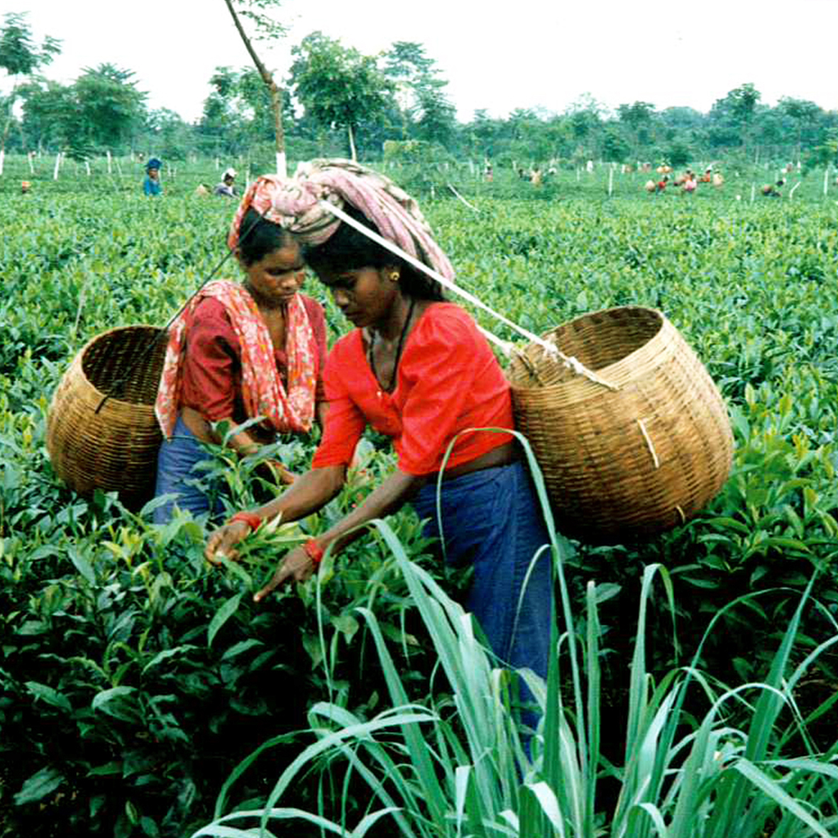 Tea picking